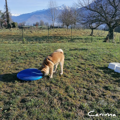 Canima - Education pension loisirs - Chien, chat & NAC à Betton-Bettonet
