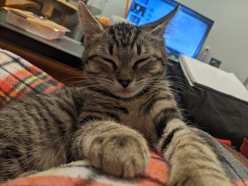 Animal Shelter «Coastal Humane Society», reviews and photos