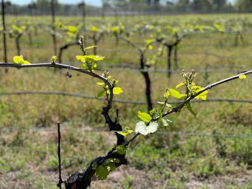 Sonoma Valley Bike Tours & Rentals image