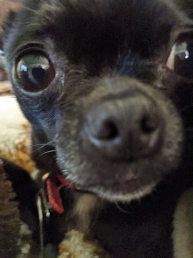 Pet Supply Store «Pet Supplies Plus», reviews and photos, 5161 Gull Rd, Kalamazoo, MI 49048, USA