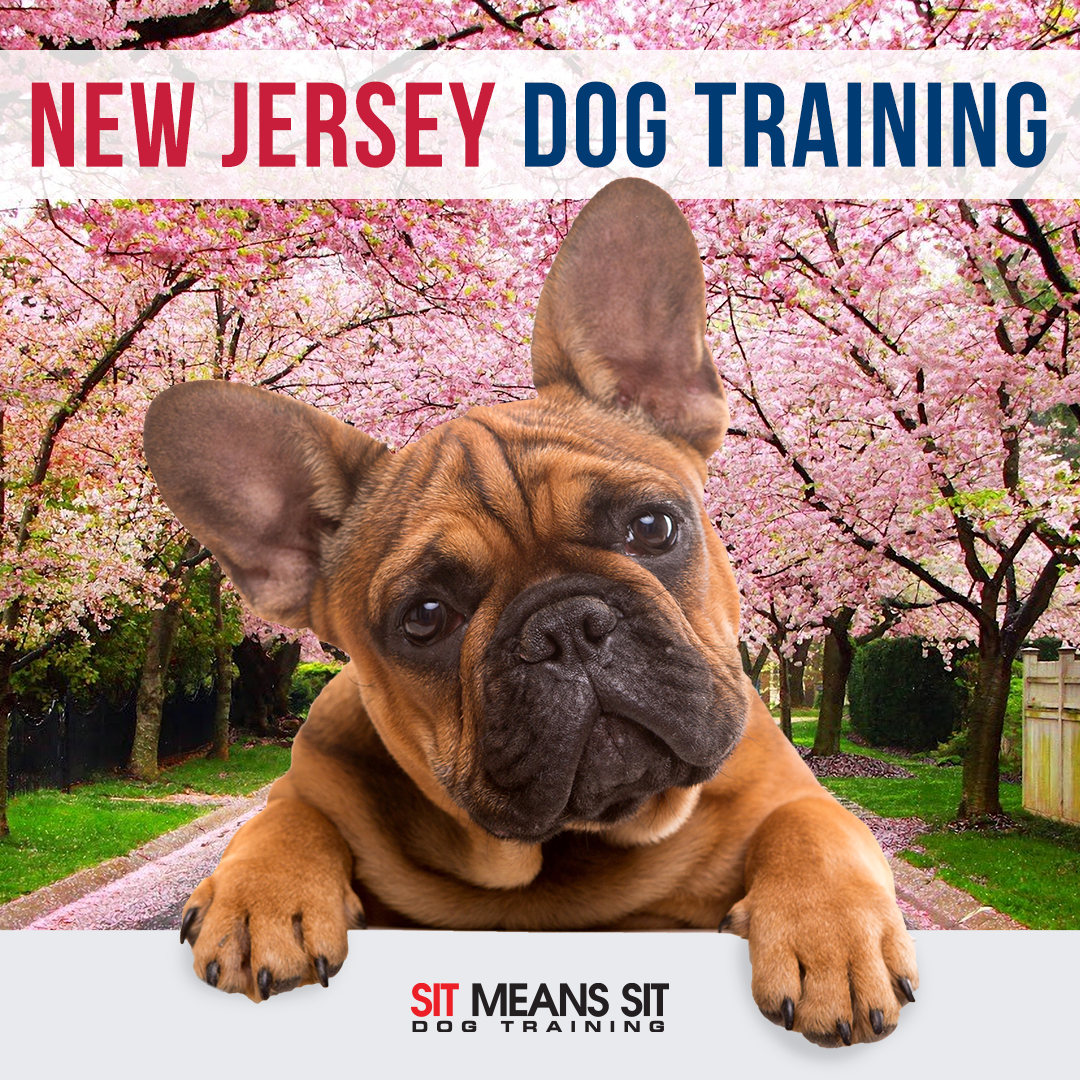 Sit Means Sit Dog Training New Jersey