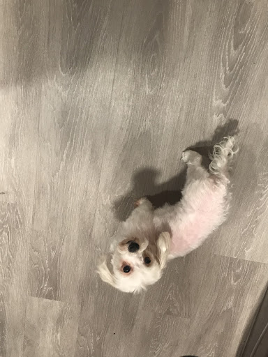 Pet Supply Store «Petco Animal Supplies», reviews and photos, 24001 Chagrin Blvd, Beachwood, OH 44122, USA