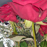 Photo n° 2 de l'avis de Sabrina.o fait le 14/02/2024 à 20:03 pour Coin De Nature Un à Aubers