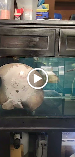 Pet Store «Forest Lake Pets», reviews and photos, 120 Lake St N, Forest Lake, MN 55025, USA