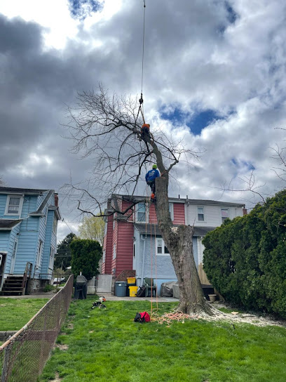 zepeda trees service