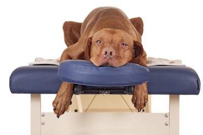 Bien-être canin & félin à Duclair