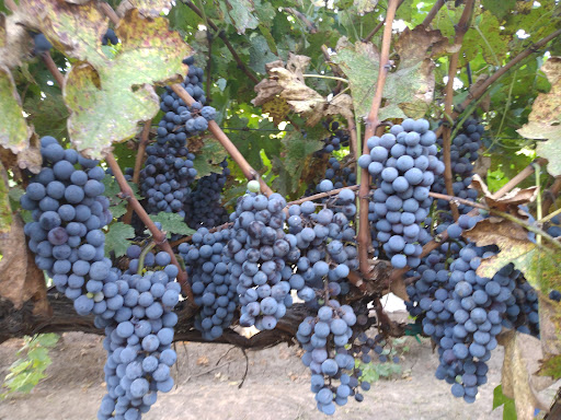 Winery «Clear Creek Vineyard & Winery, Home of the Rio Claro Wines», reviews and photos, 4053 AZ-260, Camp Verde, AZ 86322, USA