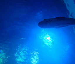 Bueng Boraphet Aquarium photo