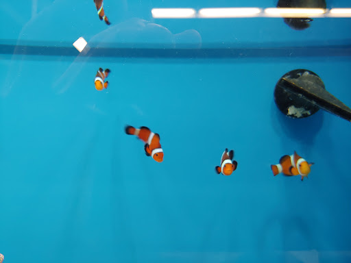 Pet Supply Store «Petco Animal Supplies», reviews and photos, 15895 Pines Blvd, Pembroke Pines, FL 33028, USA