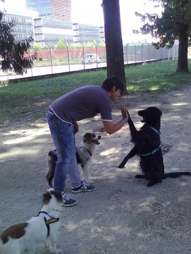 Pensioni per cani e dog hotel a MYDOGRESORT pensione e toelettatura a 5 stelle