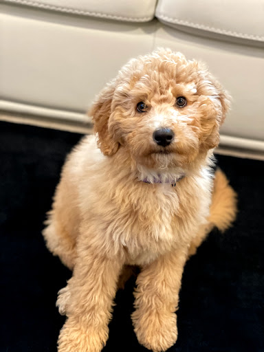 Pet Supply Store «Pet Supplies Plus», reviews and photos, 1030 Main St #10, Waltham, MA 02451, USA