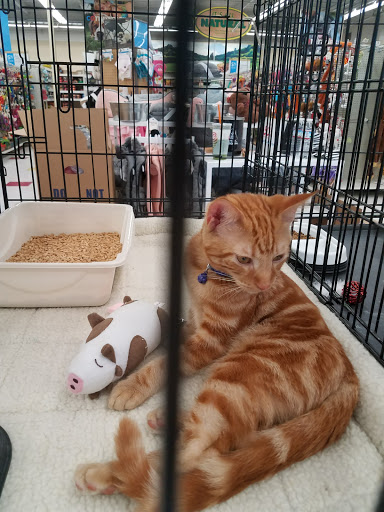 Pet Supply Store «Petco Animal Supplies», reviews and photos, 6761 Westminster Ave, Westminster, CA 92683, USA