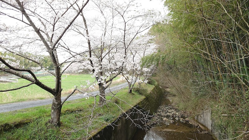 遠藤川の桜並木