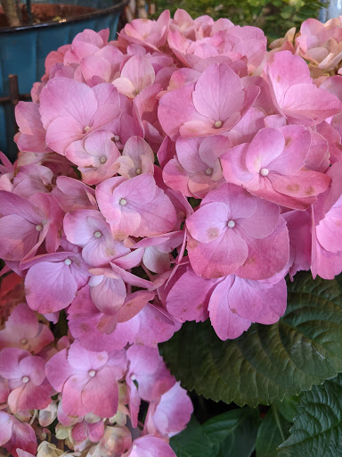 Florist «Flowers By Yukie», reviews and photos, 916 N Union St, Wilmington, DE 19805, USA