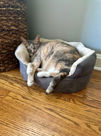 Paws n’ Claws Pet Care - Photo 3 - Car repair in , Louisville