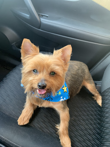 Pet Groomer «ITIG Happy Dog Wash», reviews and photos, 6465 S Chickasaw Trail, Orlando, FL 32829, USA