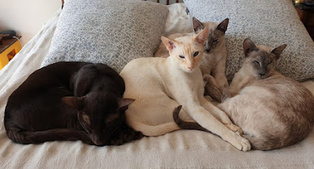 Elevage familial de chats siamois et orientaux LOOF de l'Oracle Sudérien