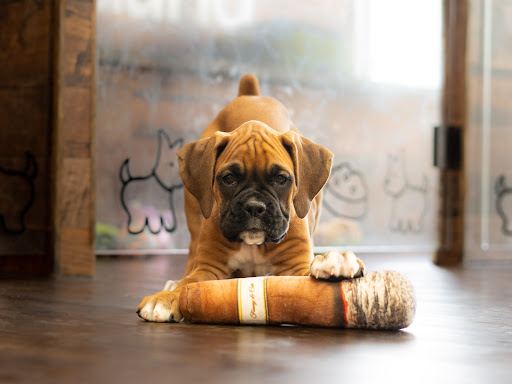 Pet Store «Petland of Plantation», reviews and photos, 801 S University Dr, Plantation, FL 33324, USA