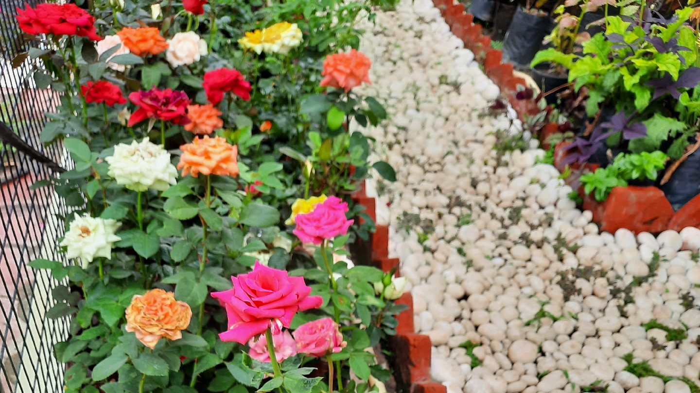 Indian Rose - Nature Nursery - Central India's Biggest Nursery in Indore