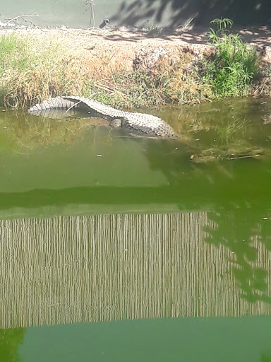 Zoo «Phoenix Zoo», reviews and photos, 455 N Galvin Pkwy, Phoenix, AZ 85008, USA