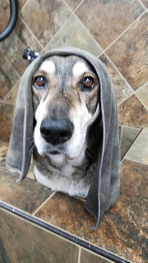 Pet Supply Store «Pet Valu Pet Store», reviews and photos, 2702 Smithville Rd, Dayton, OH 45420, USA