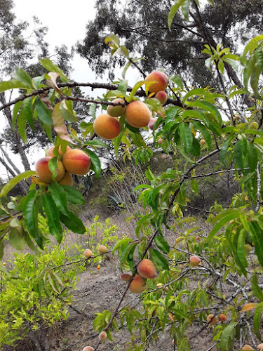 Susudel HUERTOS ORGÁNICOS La Esperanza