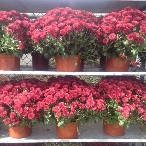 Garden Center «Westminster Nursery & Florist», reviews and photos, 30 Westminster Rd, West Hempstead, NY 11552, USA