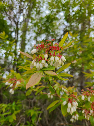 Nature Preserve «Edwin B. Forsythe National Wildlife Refuge- deCamp Wildlife Trail», reviews and photos, 365 Mantoloking Rd, Brick, NJ 08723, USA