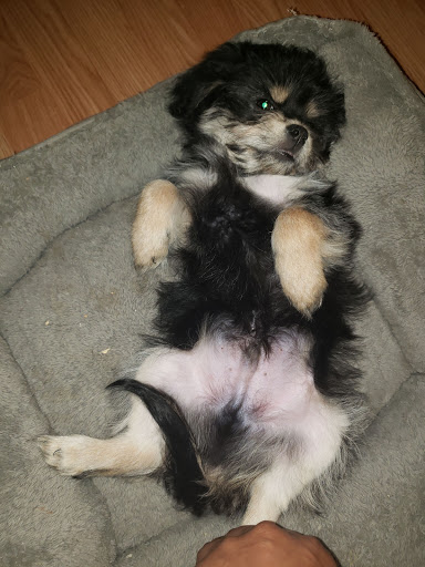 Pet Supply Store «Petco Animal Supplies», reviews and photos, 28400 Dequindre Rd, Warren, MI 48092, USA