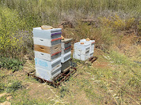 South Bay Bee Removal - Photo 2 - Car repair in , Torrance