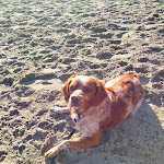 Photo n°2 de l'avis de tina.e fait le 18/12/2021 à 09:28 sur le  Il Chiosco Sotto il Sole à Diano Marina