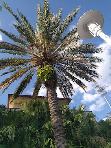 Stadium «Clearwater Threshers», reviews and photos, 601 Old Coachman Rd, Clearwater, FL 33765, USA