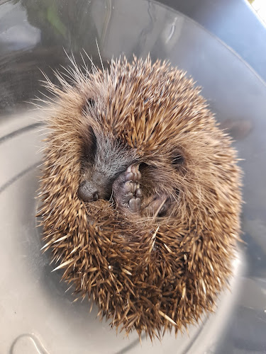 Reviews of Hedgehog Rescue in Bristol - Veterinarian