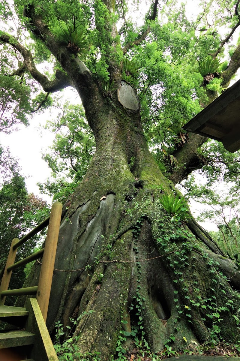 塚崎の楠