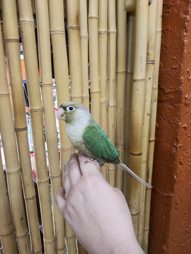 Bird Shop «The Aviary at Cauley Square», reviews and photos, 22400 Old Dixie Hwy, Miami, FL 33170, USA