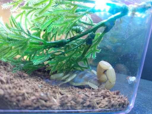 Pet Store «Pet Cove», reviews and photos, 820 E Center St, Kingsport, TN 37660, USA