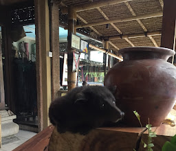 The Moringa Coffee & Bar photo