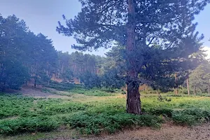 Mehmetcik Forest image