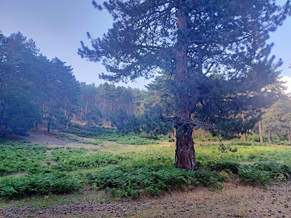 Mehmetçik Ormanı