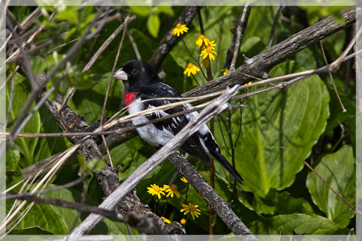 Nature Preserve «Jackson Bog State Nature Preserve», reviews and photos, 7984 Fulton Dr NW, Massillon, OH 44646, USA