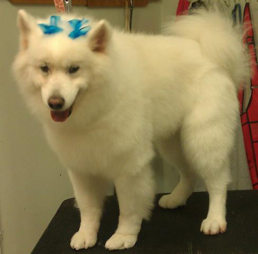 Pet Store «Animal Kingdom», reviews and photos, 436 Main St, East Orange, NJ 07018, USA