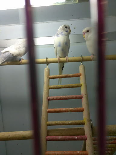 Pet Supply Store «Pet Supplies Plus», reviews and photos, 5708 State St, Saginaw, MI 48603, USA