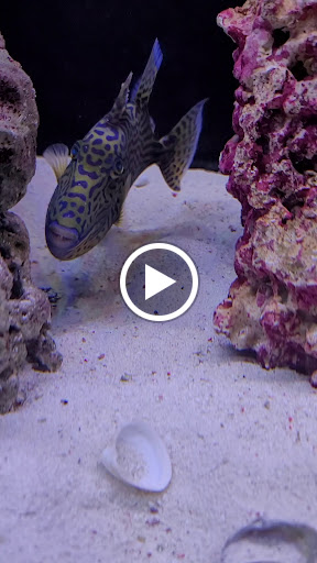 Aquarium «Marine EXTREMES», reviews and photos, 6257 E 21st St N, Wichita, KS 67208, USA