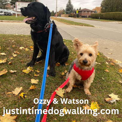 Just In Time Dog Walking Services