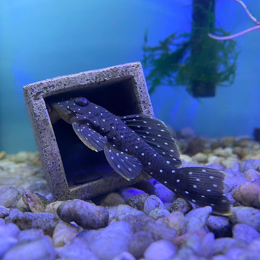 Pet Supply Store «Exotic Aquatic», reviews and photos, 275 E Oakland Park Blvd, Fort Lauderdale, FL 33334, USA