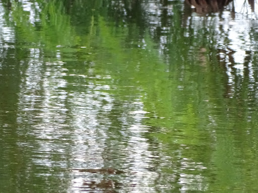 Park «Mills Pond Park», reviews and photos, 2201 Northwest 9th Avenue, Fort Lauderdale, FL 33311, USA