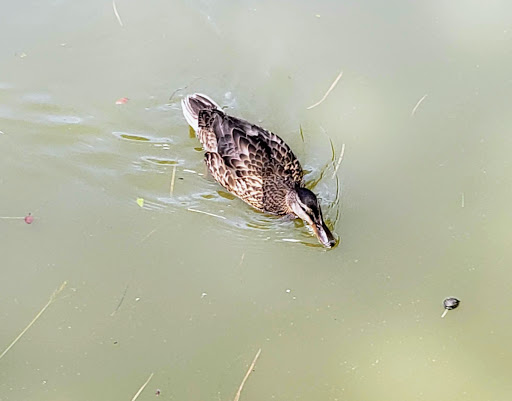 Zoo «Capron Park Zoo», reviews and photos, 201 County St, Attleboro, MA 02703, USA