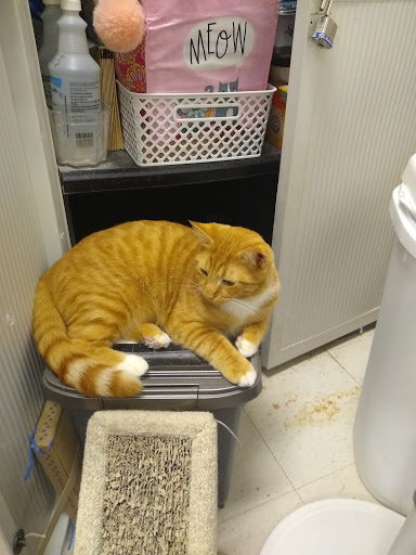 Pet Supply Store «PetSmart», reviews and photos, 1236 Greenbrier Pkwy, Chesapeake, VA 23320, USA