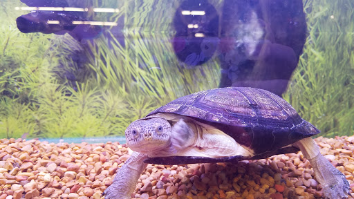 Pet Store «PetSmart», reviews and photos, 3152 Phoenix Center Dr, Washington, MO 63090, USA