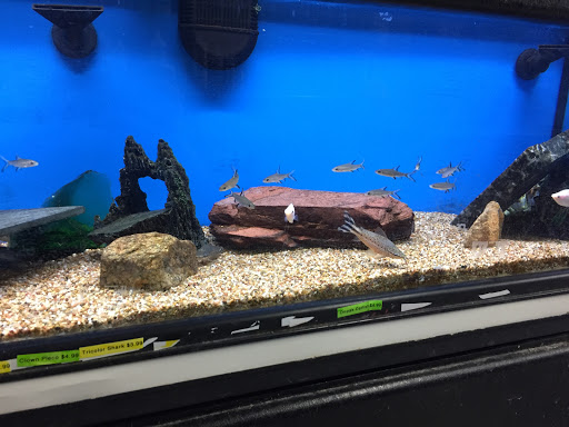 Pet Store «Critter Hut Aquarium & Pets», reviews and photos, 6637 Post Rd, North Kingstown, RI 02852, USA